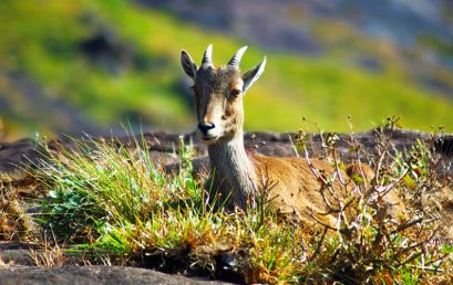 Eravikulam National Park