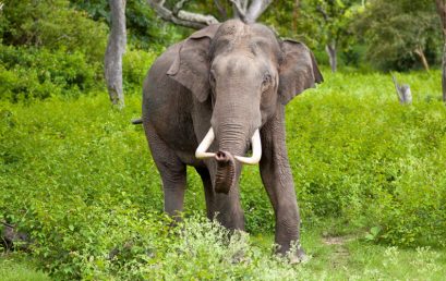 Chinnar Wildlife Sanctuary