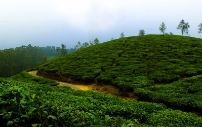 What Are the Seasons You Should Avoid and the Best Time to Visit Munnar?