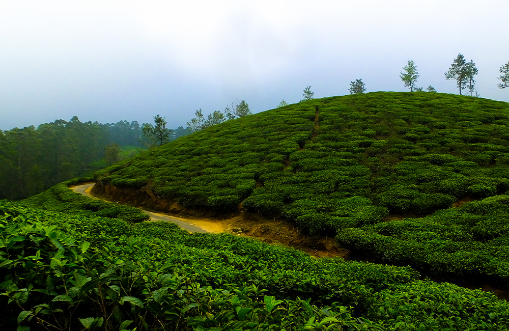 What Are the Seasons You Should Avoid and the Best Time to Visit Munnar?
