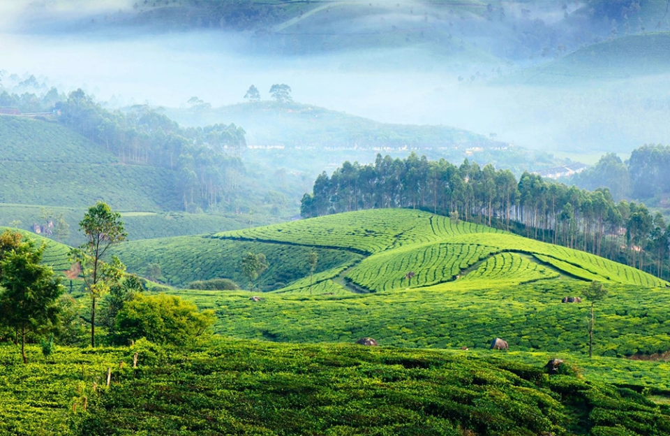 Family resorts in Munnar are ready for that family time