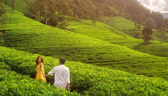 Romantic Monsoon Getaway in Munnar