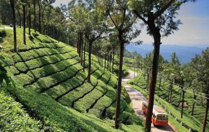 Munnar After the Monsoon: The Best Time to Experience Its Lush Green Beauty 