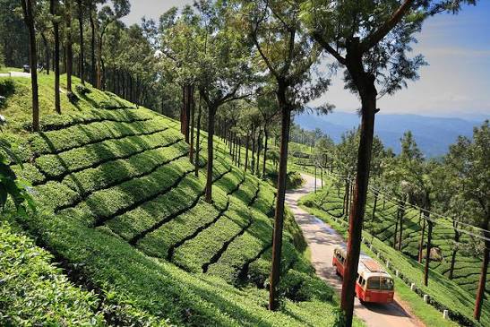 Munnar After the Monsoon: The Best Time to Experience Its Lush Green Beauty 