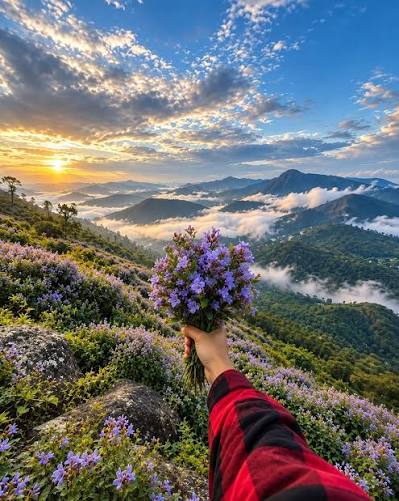Neelakurinji Bloom in Munnar: Experience the Magic of the Blue Hills 