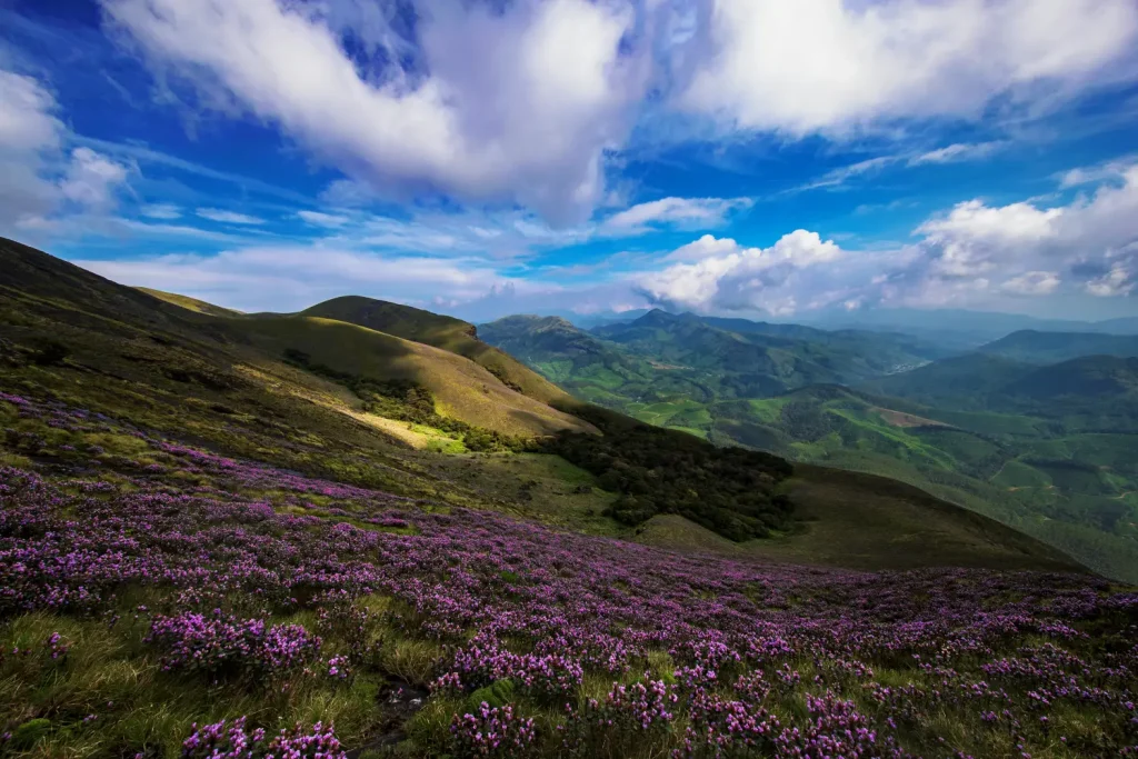 Wide view of a mountain slope covered in blooming purple Neelakurinji flowers under a bright blue sky.